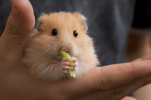 hamster giá rẻ uy tín gò vấp tp hcm