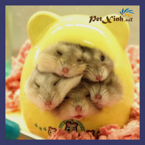 hamster petxinh
