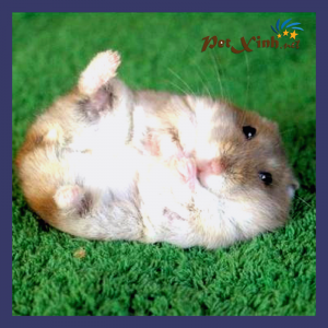 hamster petxinh