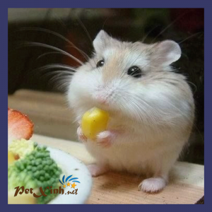 hamster petxinh