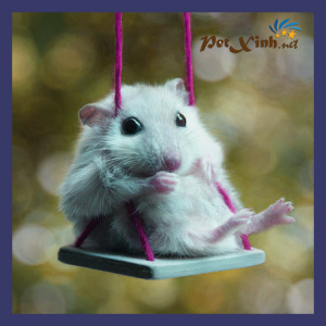 hamster petxinh
