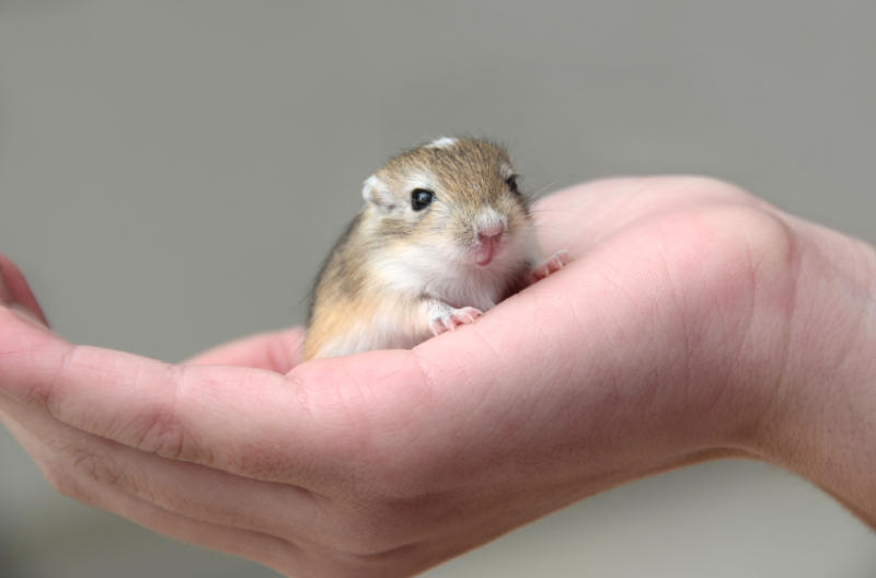 chuột nhảy gerbil