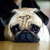 Chó Pug thuần chuẩn giá rẻ Gò Vấp TP. Hồ Chí Minh