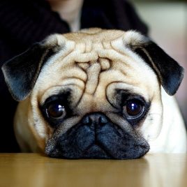 Chó Pug thuần chuẩn giá rẻ Gò Vấp TP. Hồ Chí Minh