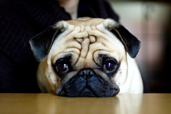Chó Pug thuần chuẩn giá rẻ Gò Vấp TP. Hồ Chí Minh