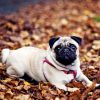 Chó Pug mặt xệ 1