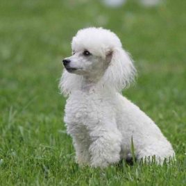 poodle trắng