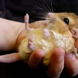 chuột đuôi mập gerbil fat tail