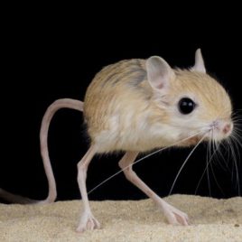 Chuột nhảy gerbil