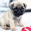 chó pug mặt xệ sài gòn tp hồ chí minh