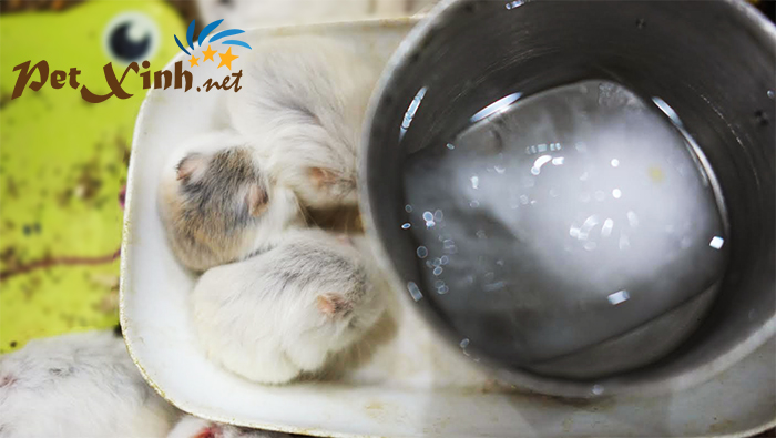 giải nhiệt cho hamster