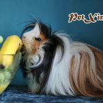 top 10 bộ lông huyền ảo của bọ ú