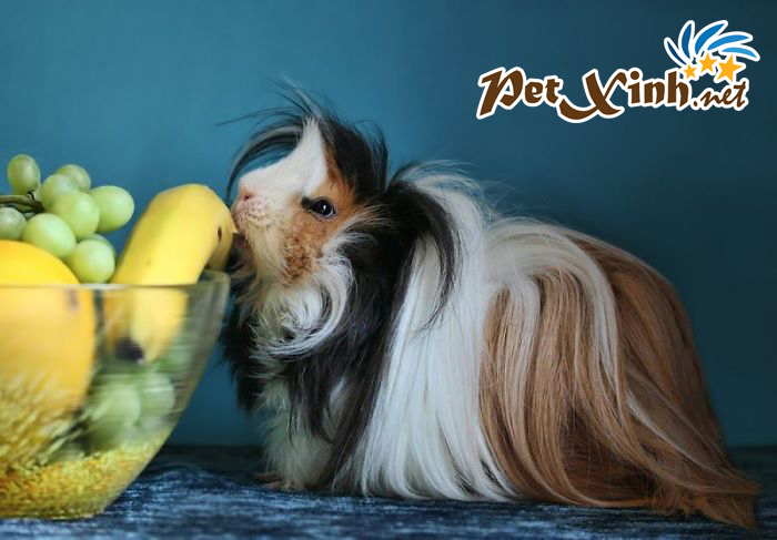top 10 bộ lông huyền ảo của bọ ú
