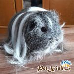 top 10 bộ lông huyền ảo của bọ ú