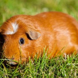 Guinea Pig English