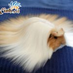 TOP 10 BỘ LÔNG KỲ ẢO CỦA BỌ Ú GUINEA PIG 6