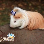TOP 10 BỘ LÔNG KỲ ẢO CỦA BỌ Ú GUINEA PIG 5