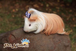 Các chủng loại guinea pig 5