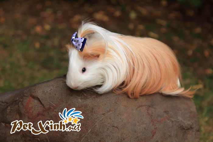 TOP 10 BỘ LÔNG KỲ ẢO CỦA BỌ Ú GUINEA PIG 4