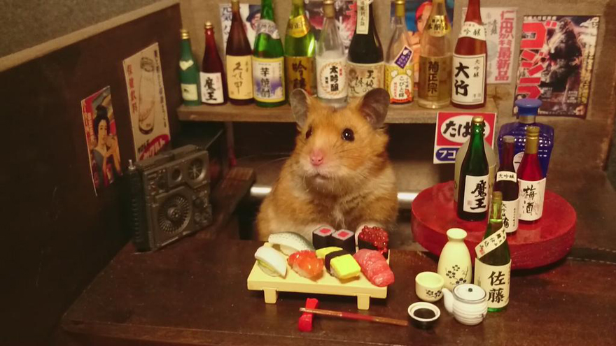 hamster ăn sushi