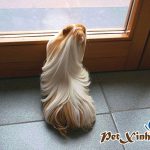 TOP 10 BỘ LÔNG KỲ ẢO CỦA BỌ Ú GUINEA PIG 4