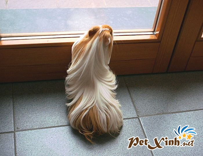 TOP 10 BỘ LÔNG KỲ ẢO CỦA BỌ Ú GUINEA PIG 3
