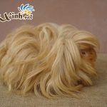 TOP 10 BỘ LÔNG KỲ ẢO CỦA BỌ Ú GUINEA PIG 2