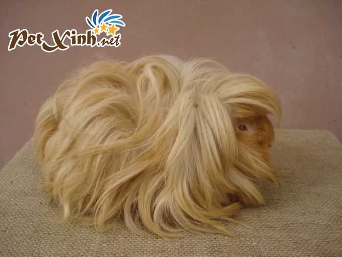 TOP 10 BỘ LÔNG KỲ ẢO CỦA BỌ Ú GUINEA PIG 1