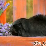 TOP 10 BỘ LÔNG KỲ ẢO CỦA BỌ Ú GUINEA PIG 3