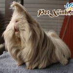 top 10 bộ lông huyền ảo của bọ ú