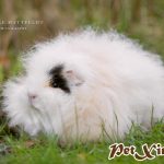 top 10 bộ lông huyền ảo của bọ ú