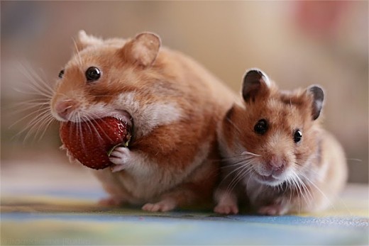 hamster hay giấu thức ăn trong miệng 