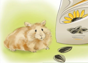 Cách huấn luyện hamster chạy đến bên bạn khi bạn gọi chúng 18