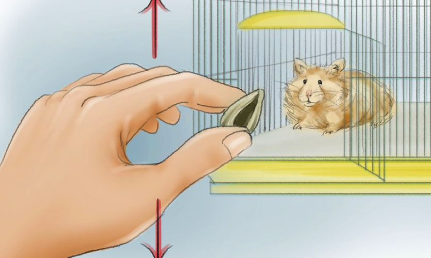 Cách huấn luyện hamster chạy đến bên bạn khi bạn gọi chúng 1