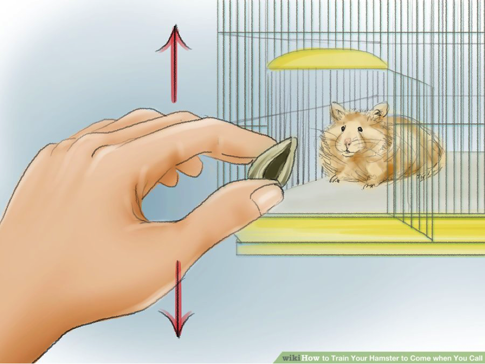 Cách huấn luyện hamster chạy đến bên bạn khi bạn gọi chúng 1 Cách huấn luyện hamster chạy đến bên bạn khi bạn gọi chúng 1