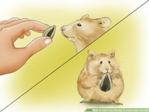 Cách huấn luyện hamster chạy đến bên bạn khi bạn gọi chúng 20