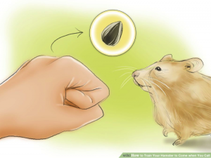 Cách huấn luyện hamster chạy đến bên bạn khi bạn gọi chúng 21
