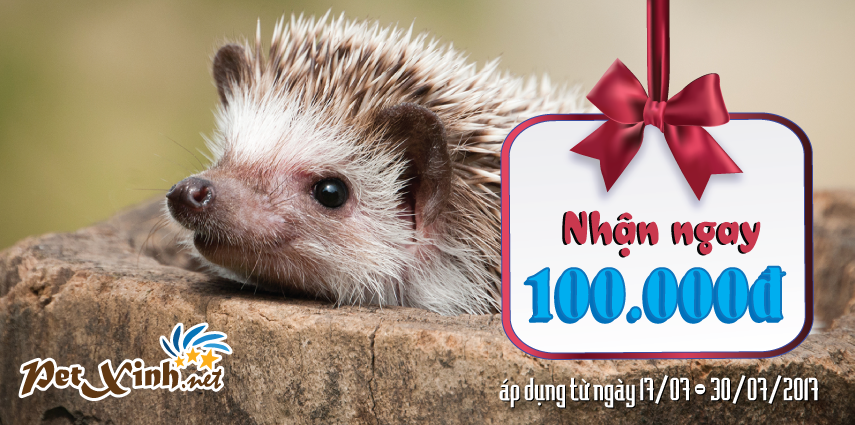 Vui Hè cùng nhím yêu nhận ngay 100.000đ 7