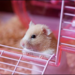 chọn chuồng cho hamster