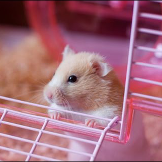 chọn chuồng cho hamster
