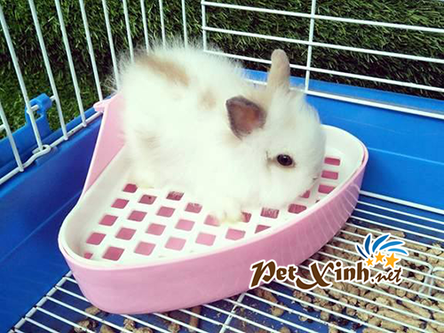 khay đi vệ sinh cho thỏ bọ