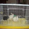 lồng nuôi thỏ bọ