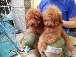 Những bé thú cưng đang có mặt tại PetXinh đợt hàng tháng 10/2017 3