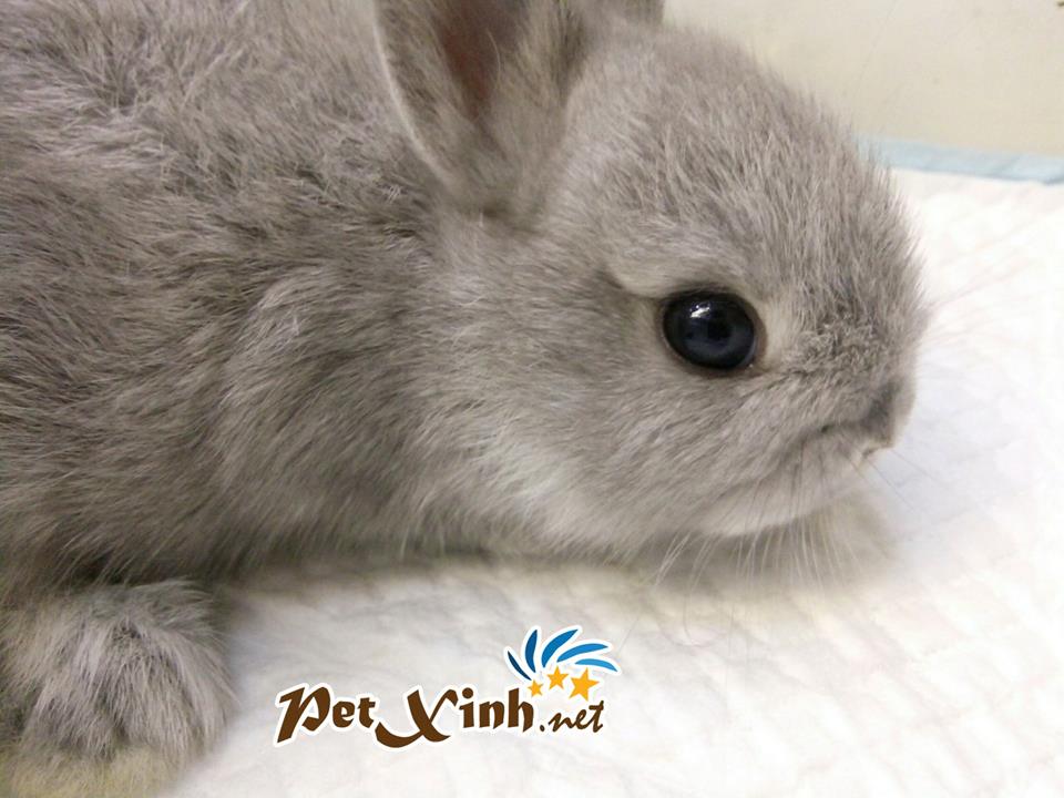 Những bé thú cưng đang có mặt tại PetXinh đợt hàng tháng 10/2017 30