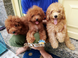 Những bé thú cưng đang có mặt tại PetXinh đợt hàng tháng 10/2017 9