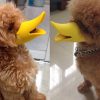 rọ mõm cho chó mỏ vịt