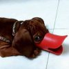 rọ mõm cho chó mỏ vịt
