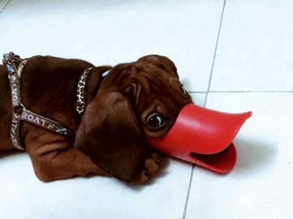 Rọ mõm cho chó mỏ vịt 4 rọ mõm cho chó mỏ vịt