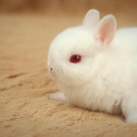 Thỏ lùn Hà Lan Netherland Dwarf