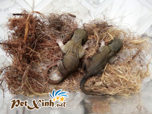 Những bé thú cưng đang có mặt tại PetXinh đợt hàng tháng 10/2017 10